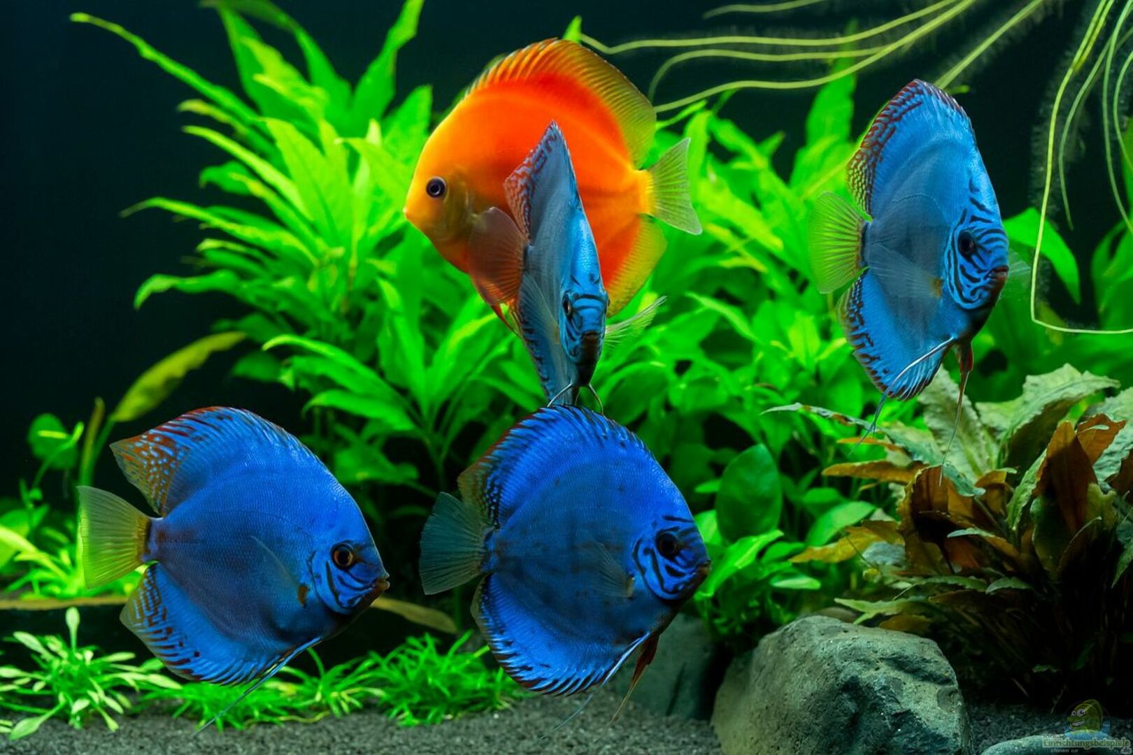 Besatz Im Aquarium Diskusfische Farben Und Pflanzen Aus Diskusfische Farben Und Pflanzen Von