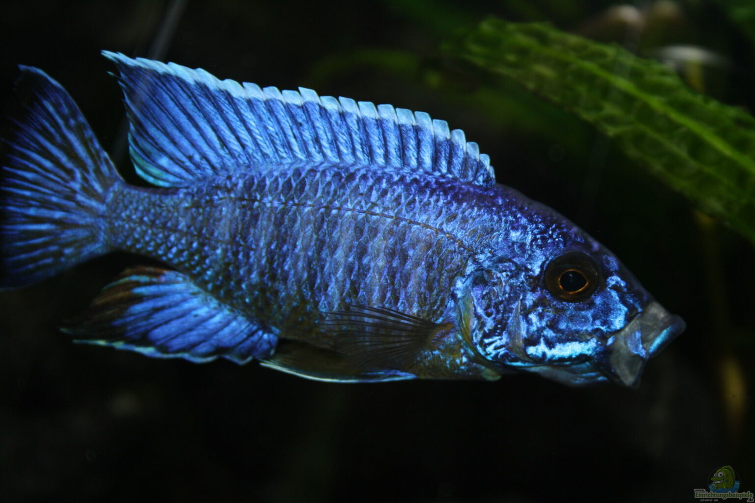 african cichlids information.