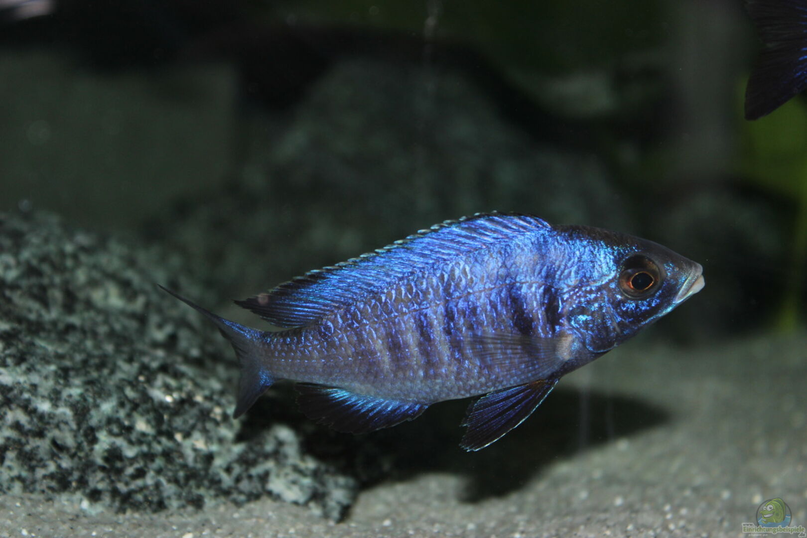 Placidochromis phenochilus ´mdoka´ aus Mazinzi Reef von