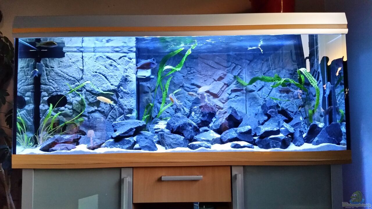 Aquarium von Christian Osterloh Malawis im Basalt