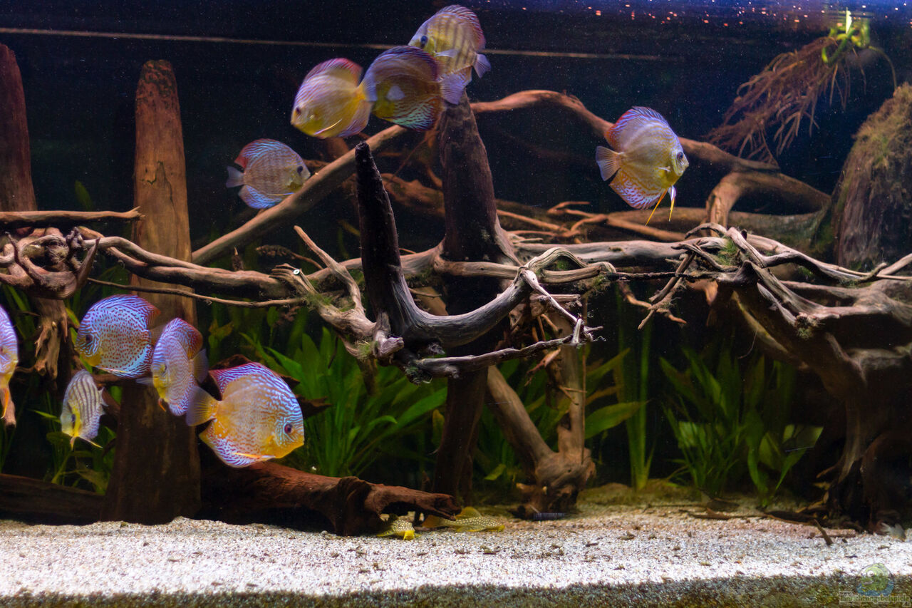 gruene diskus amana symphysodon aequifasciatus__6ea5eeb2a57ac8eb39e69ee10fa33f5f