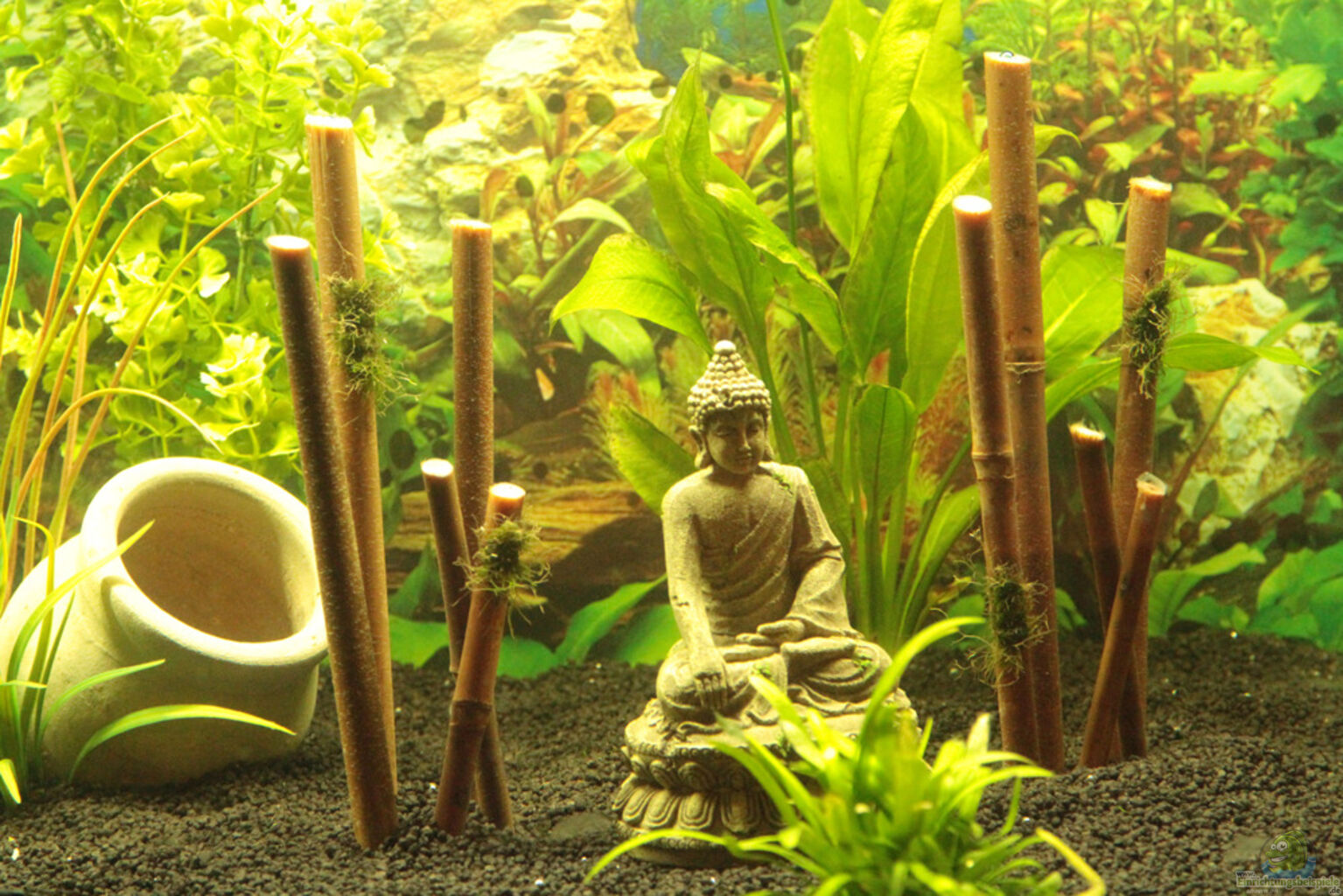 большой бамбук расти в аквариуме