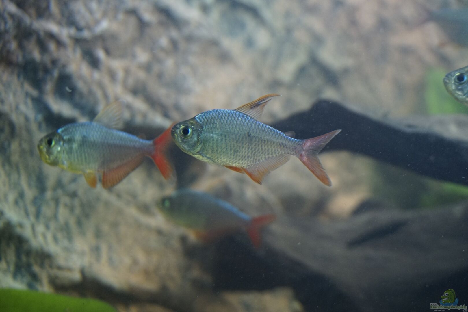 hyphessobrycon-columbianus-rot-blauer-kolumbianer