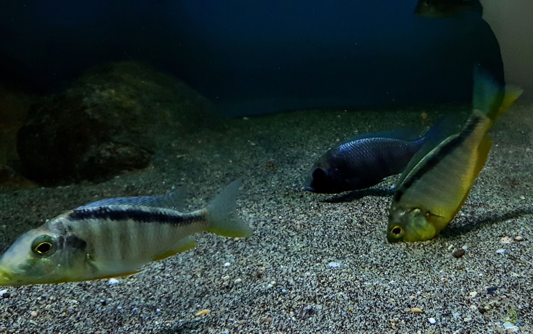 Taeniolethrinops furcicauda Alle wichtigen Infos