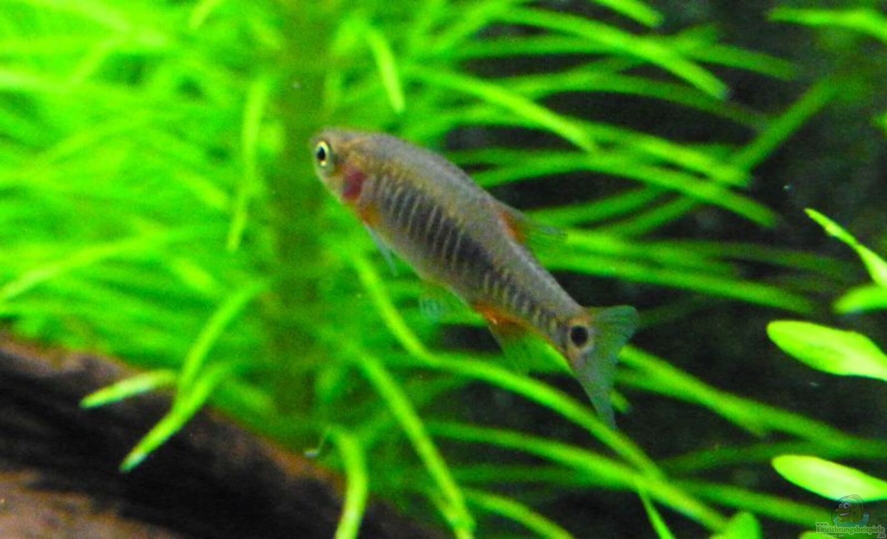 Mico Rasbora Boraras micros - Microrasbora: Alle wichtigen Infos
