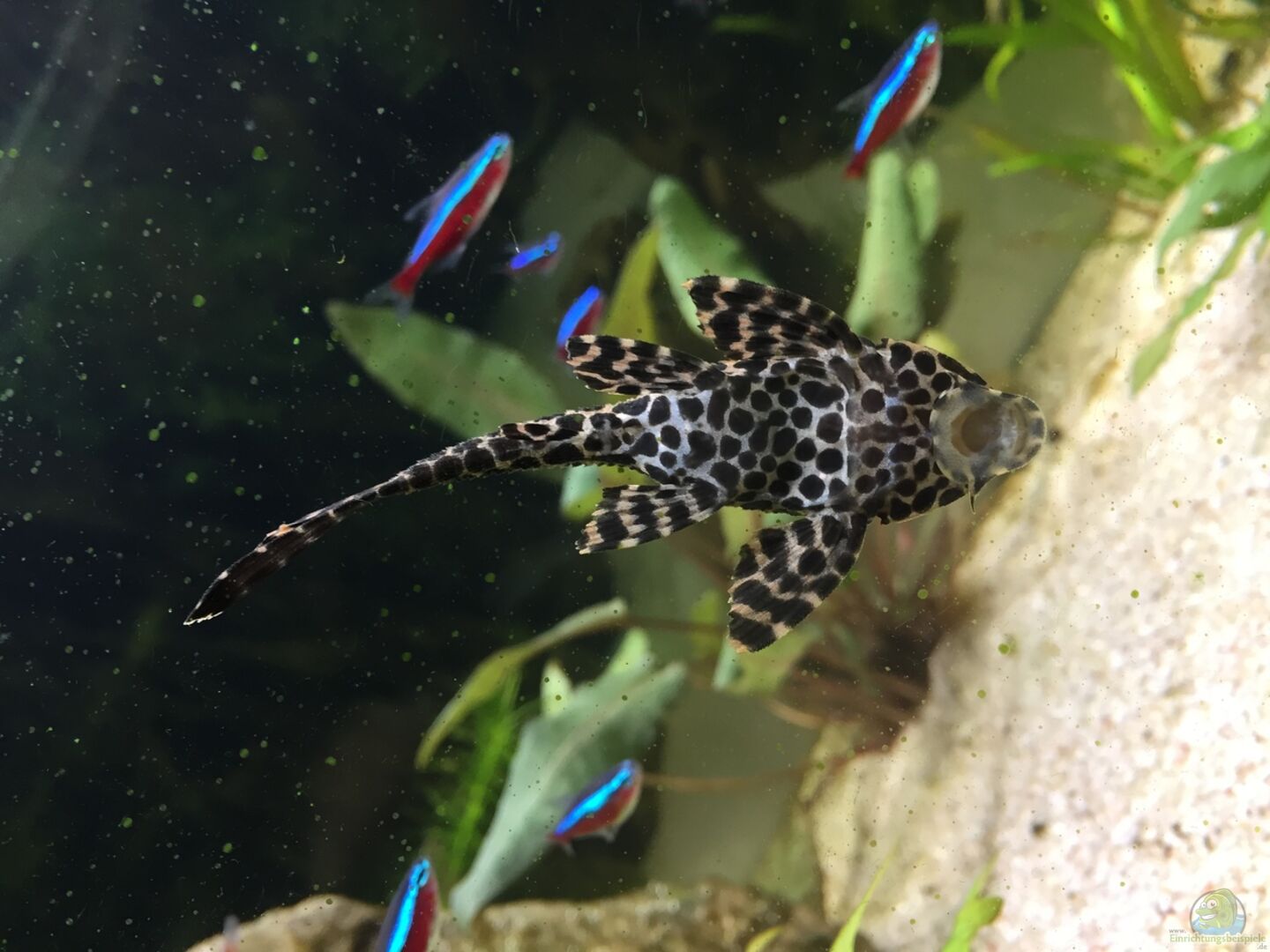 Pterygoplichthys gibbiceps aus SüdamerikaTraum von