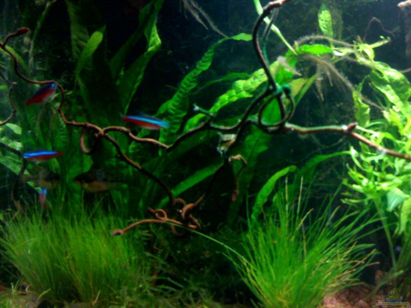 Neonsalmler: Alle wichtigen Infos