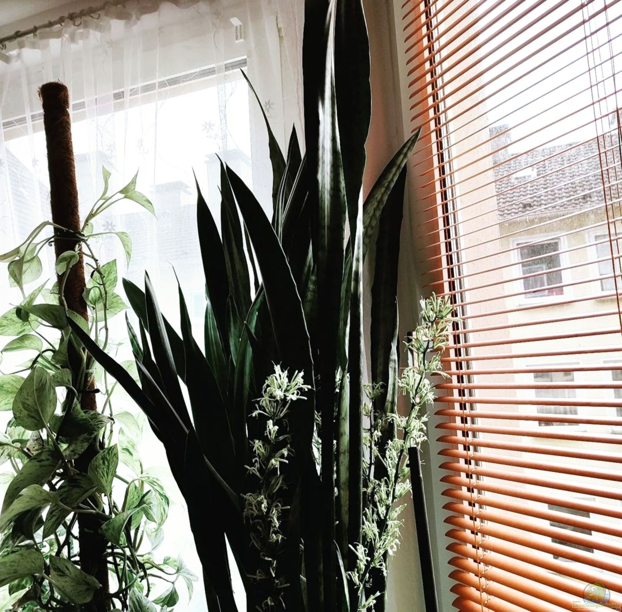 Sansevieria / Bogenhanf, Schwiegermutterzunge (5537)