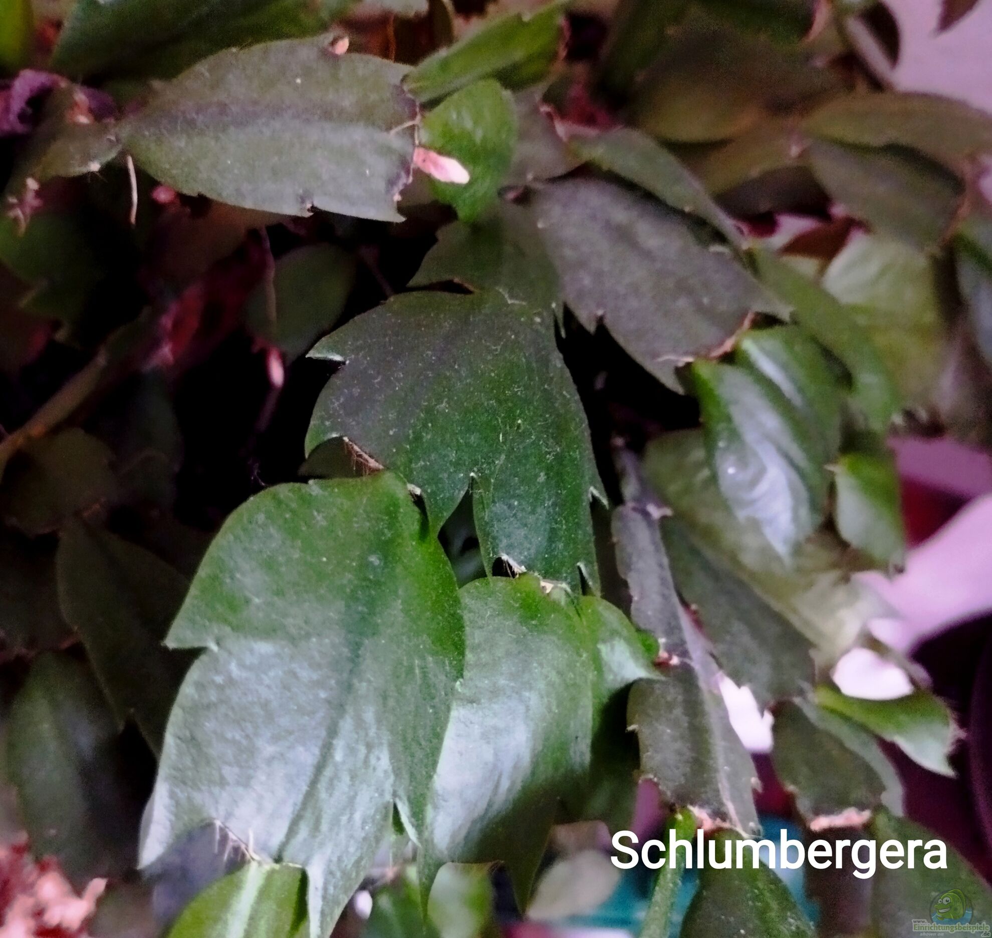 Stachellose Kakteen im Terrarium (5571)