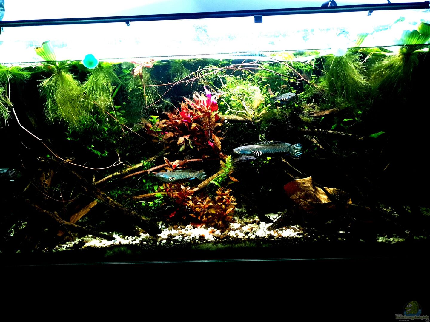 Aquarium von Léon (41769): Channa Pulchra Biotop
