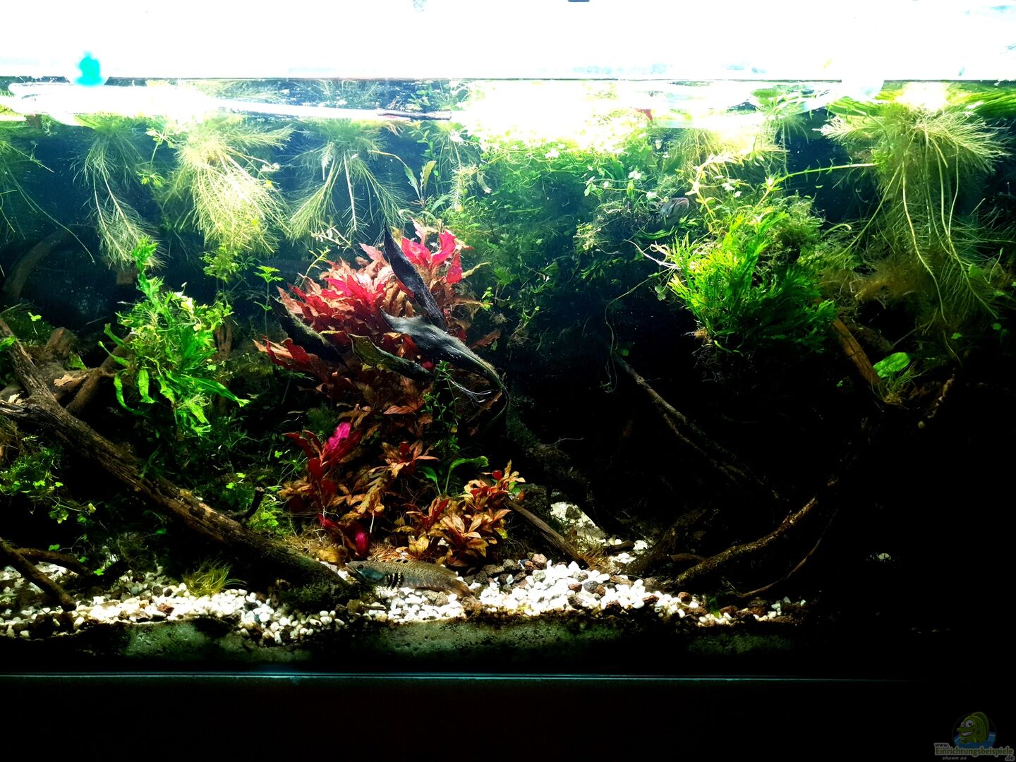 Aquarium von Léon (41769): Channa Pulchra Biotop