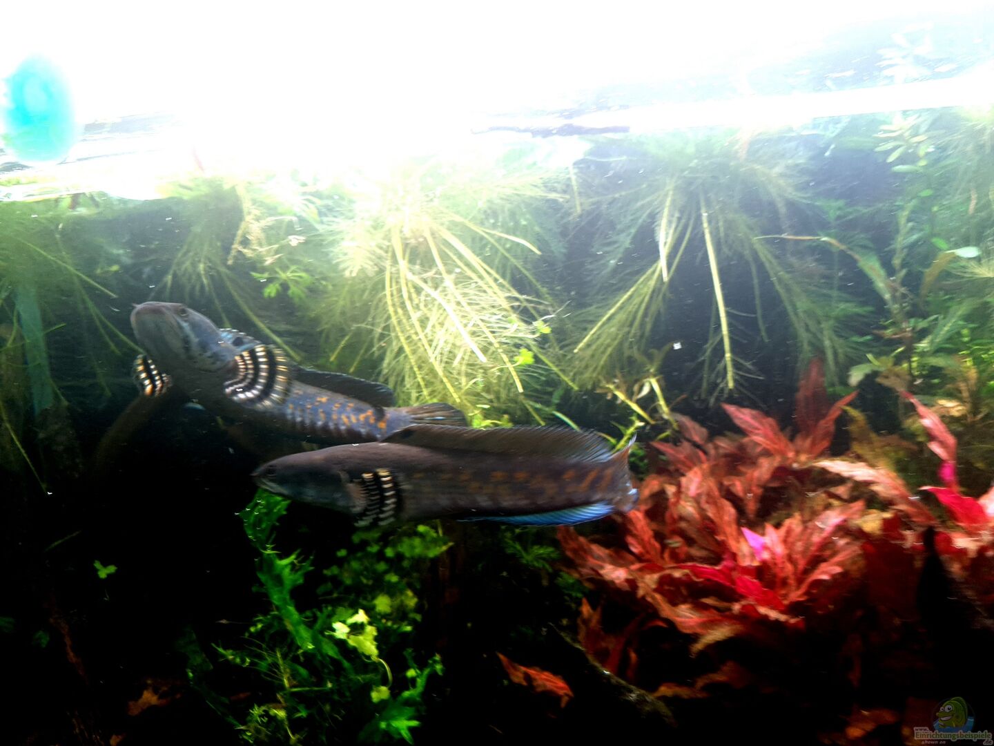 Aquarium von Léon (41769): Channa Pulchra Biotop