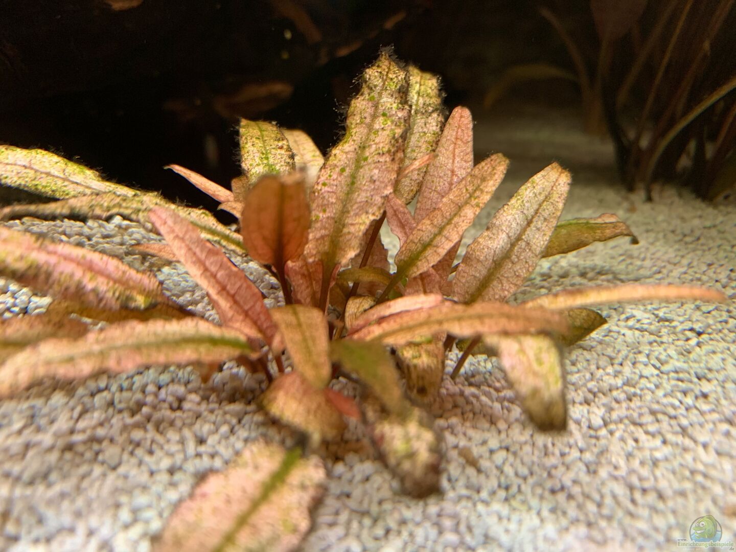 Cryptocoryne Wendtii Flamingo Aus Krabi Thailand Becken Von