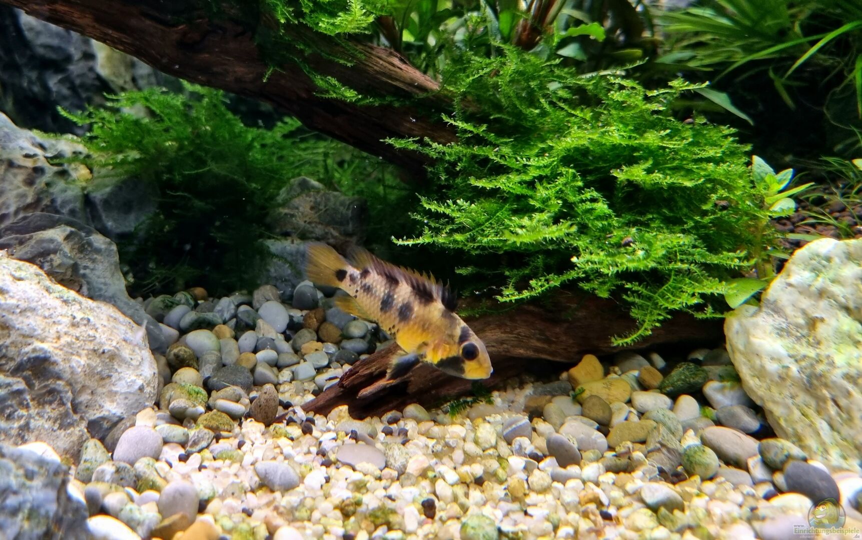 Apistogramma baenschi - Inka Zwergbuntbarsch