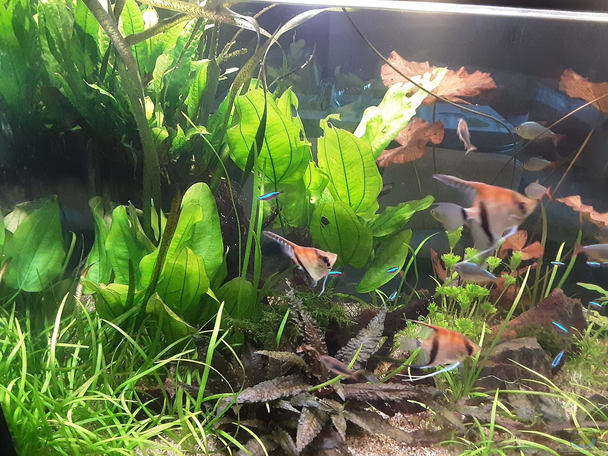 Aquarium von Pflanzenwolf (43562): Amazonien