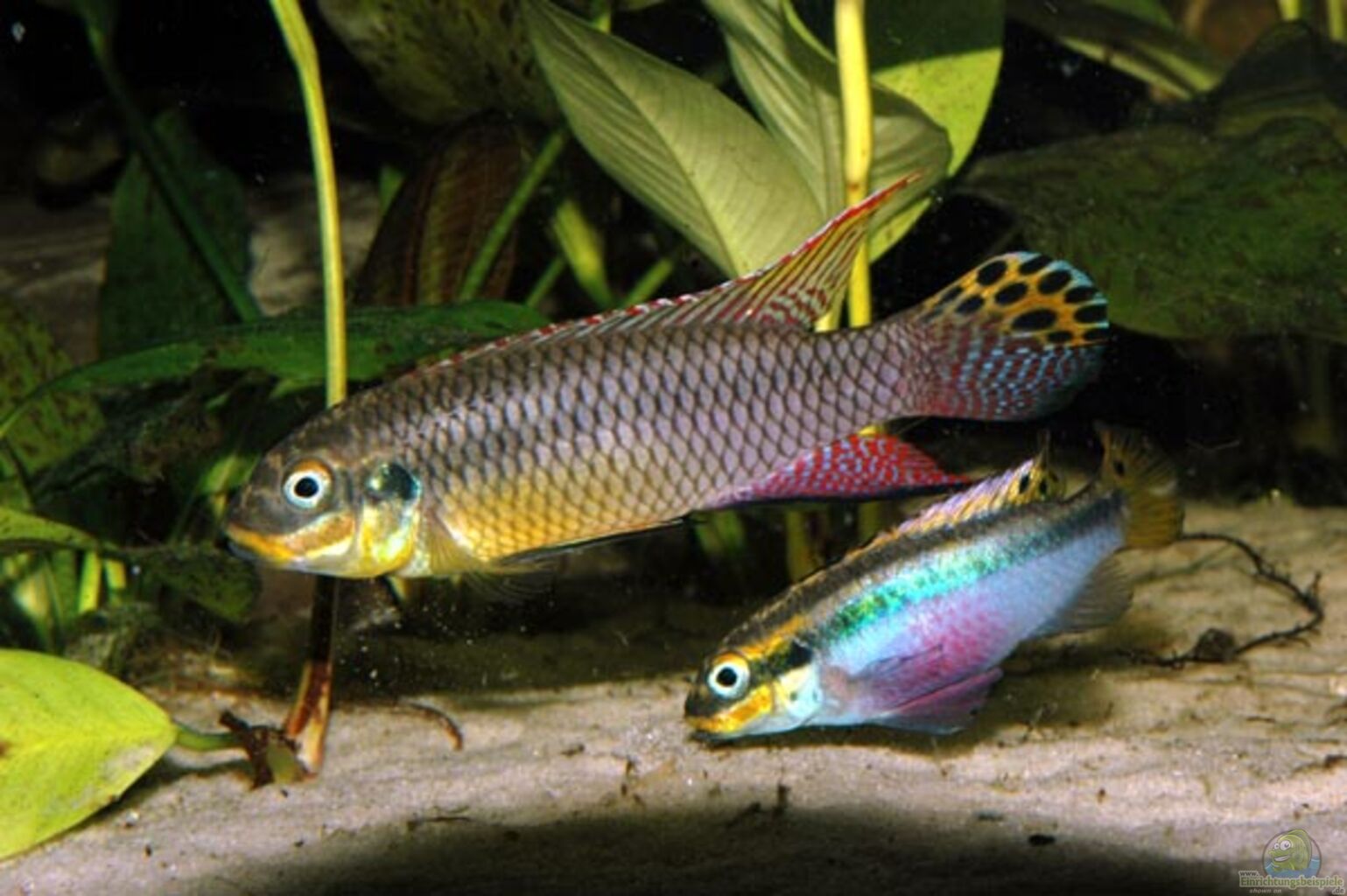 [Obrazek: pelvicachromis-taeniatus-moliwe--kamerun...e_pair.jpg]
