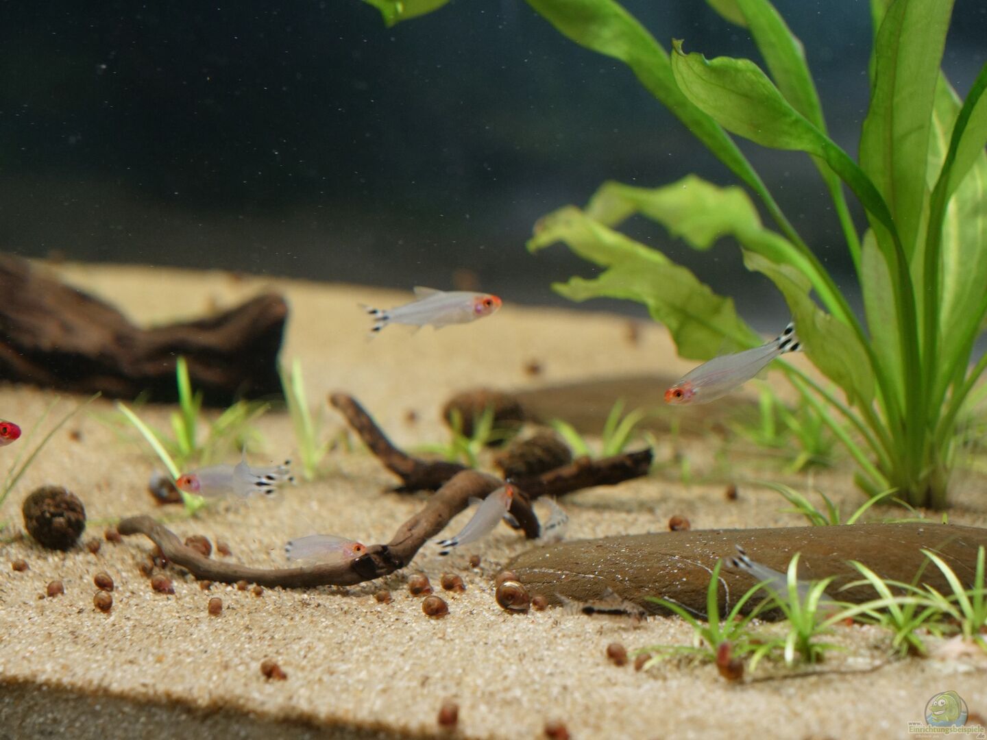 Hemigrammus rhodostomus Rotmaulsalmler Alle Infos