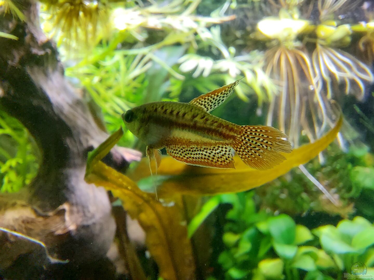 Trichopsis vittata Knurrender Gurami Alle Infos