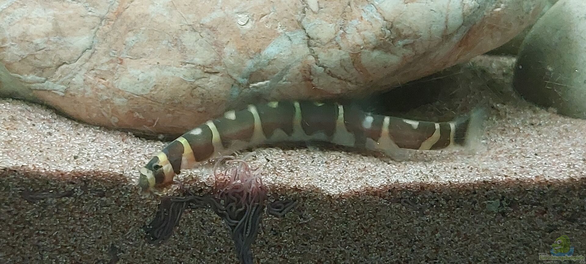 Pangio myersi Alle wichtigen Infos