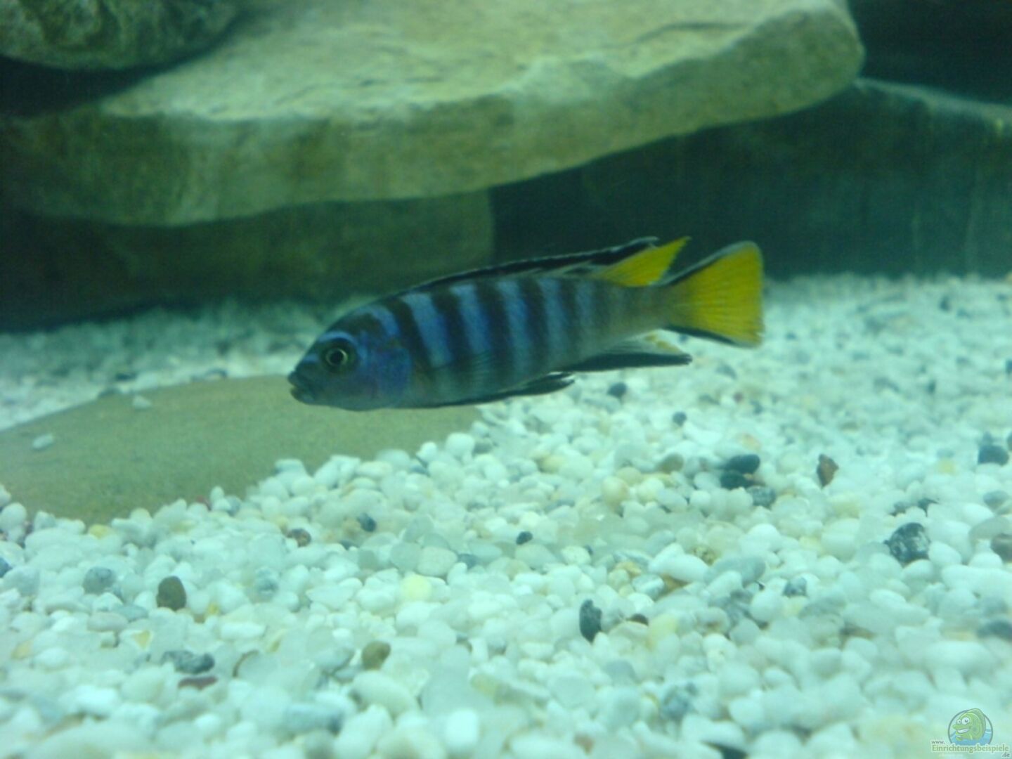 Maylandia flavicauda Alle wichtigen Infos