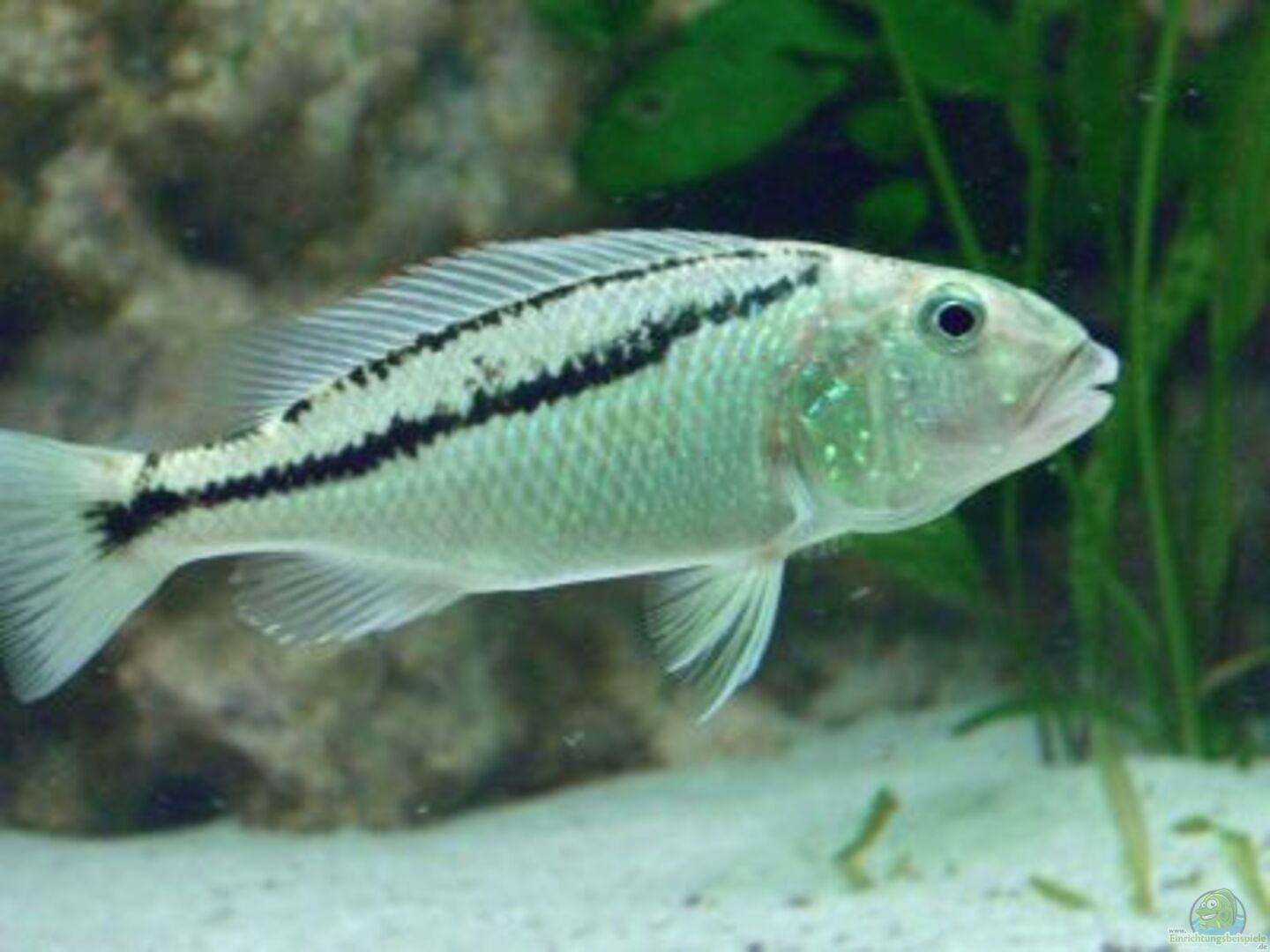 Aristochromis christyi aus Becken 5765 von Christof