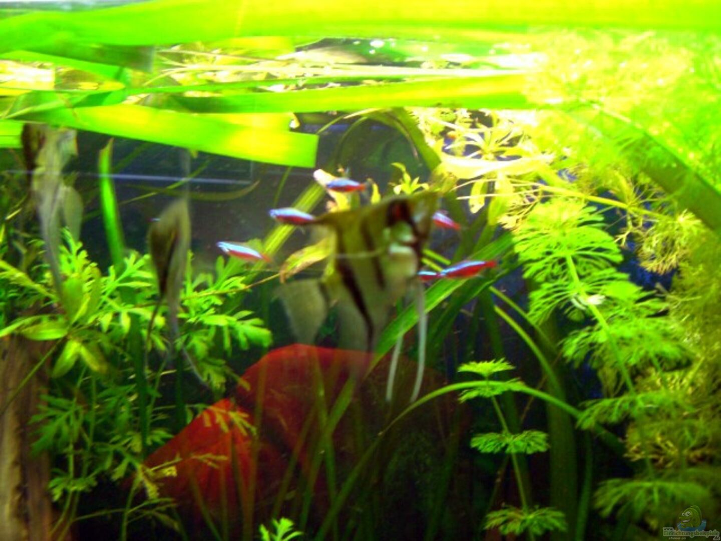 Neonsalmler: Alle wichtigen Infos