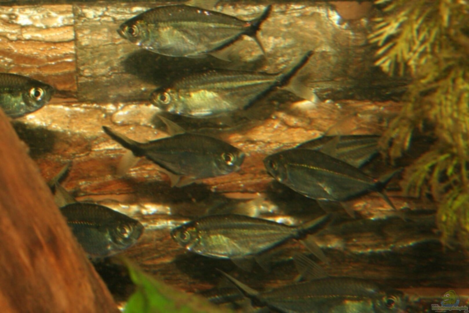 Moenkhausia costae Schwarzliniensalmler Alle Infos