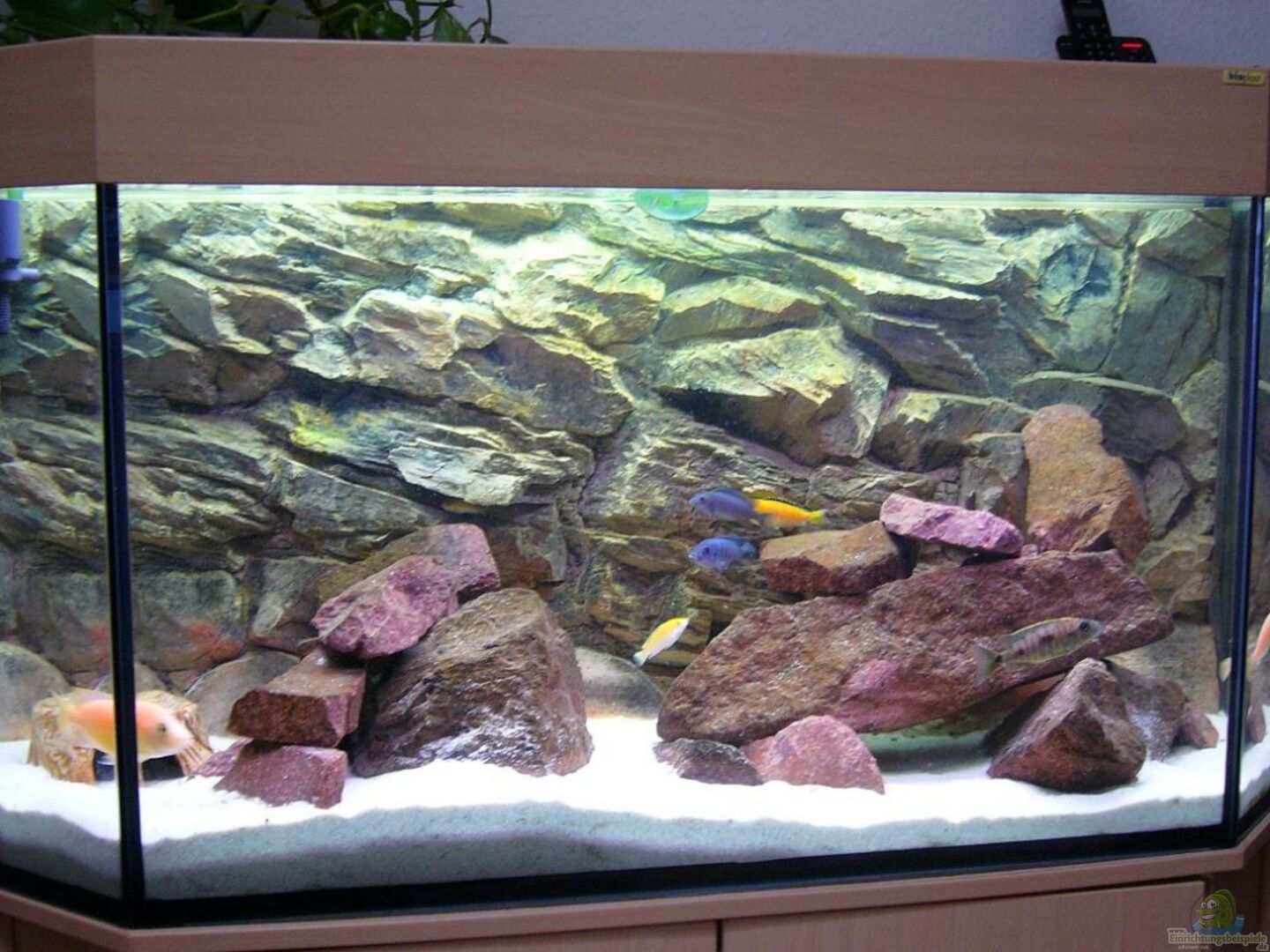 Aquarium von Michael Fischer: Becken 6833