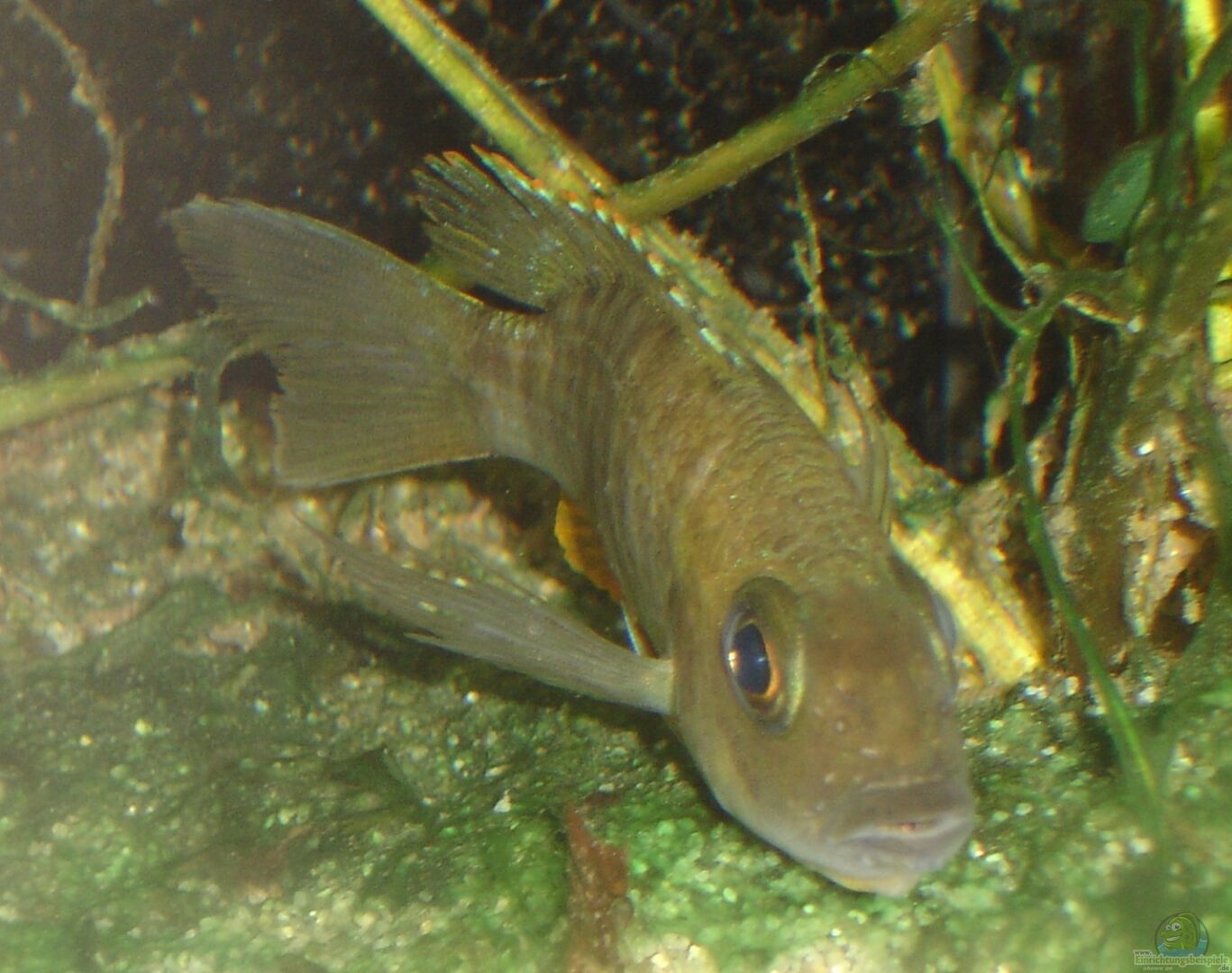 Download Einbilden For Android Einbilden