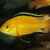 Labidochromis Caeruleus Yellow (Malawibuntbarsch)