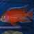 Aulonocara Firefish (Malawibuntbarsch) Cichliden