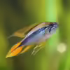 Userbild von A. Twele