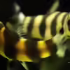Userbild von adriiimo