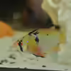 Userbild von Alsi
