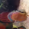 Userbild von Amamazonas Diskus
