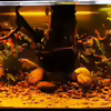 Userbild von Aquaristik NaturBegabt