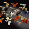 Userbild von Aquariumfan93