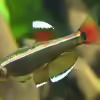 Userbild von axolotl