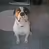 Userbild von Bulldog1112