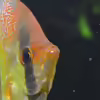 Userbild von Ceu-Ceu