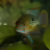 Userbild von Cichlid Power