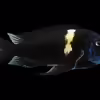 Userbild von CICHLID
