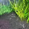 Userbild von Dasy´s_Neelybecken
