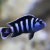 Userbild von Demasoni Fan