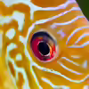 Userbild von Diskus-Amanã