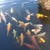 Userbild von Elanco72