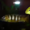 Userbild von FeLLLLix