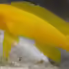 Userbild von fisch