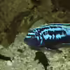 Userbild von Frank Seifarth