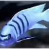 Userbild von Hedylein